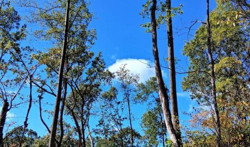 Photo #13 of Mount Horeb Road, Amherst, VA 60.6 acres