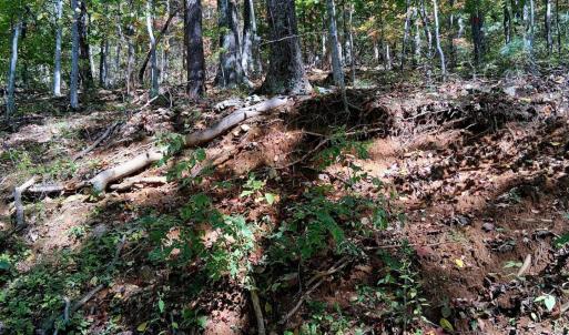 Photo #23 of Mount Horeb Road, Amherst, VA 60.6 acres