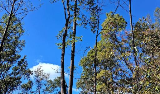 Photo #12 of Mount Horeb Road, Amherst, VA 60.6 acres