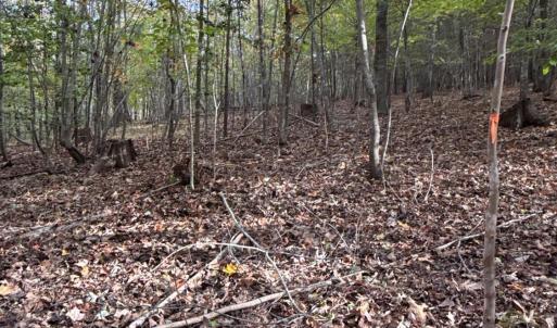 Photo #14 of 195 Ramey Hodge Drive, Martinsville, VA 11.0 acres