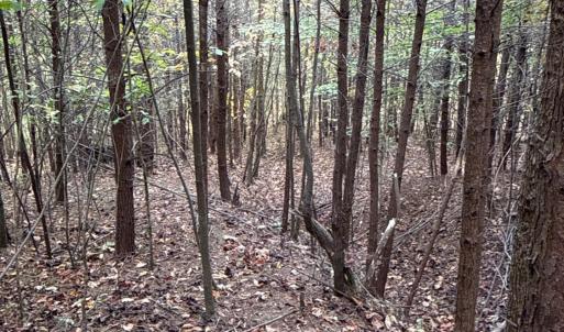 Photo #27 of 195 Ramey Hodge Drive, Martinsville, VA 11.0 acres