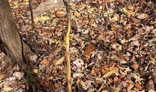 Photo #9 of 99 Richmond Highway, Amherst, VA 15.3 acres