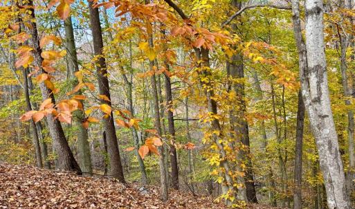 Photo #5 of Buck Hollow Road, Amherst, VA 50.0 acres