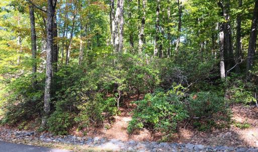 Mountain laurel for color in the spring!