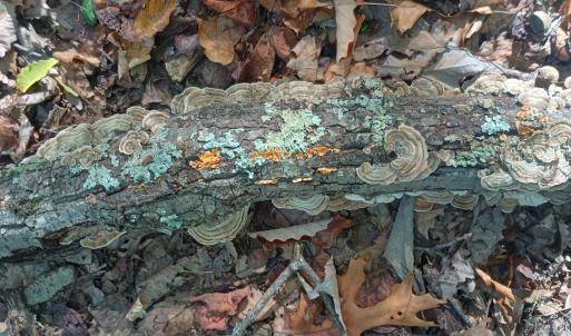Medicinal Turkey Tail mushrooms growing in the woods