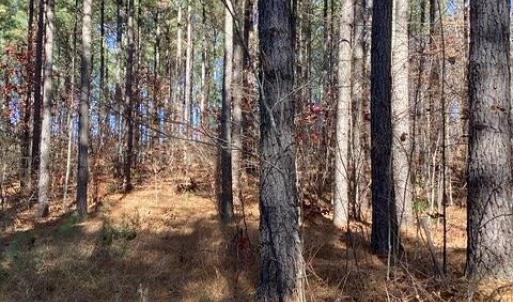 Photo #8 of Lewis Ford Road, Brookneal, VA 45.1 acres