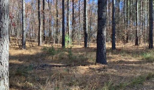 Photo #21 of Lewis Ford Road, Brookneal, VA 45.1 acres