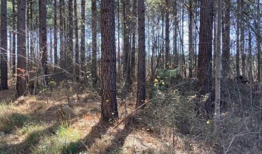 Photo #20 of Lewis Ford Road, Brookneal, VA 45.1 acres