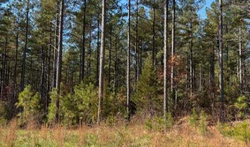 Photo #27 of Lewis Ford Road, Brookneal, VA 45.1 acres