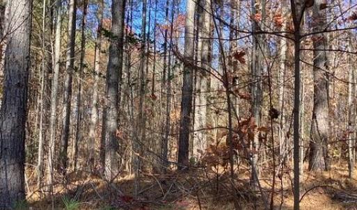 Photo #7 of Lewis Ford Road, Brookneal, VA 45.1 acres