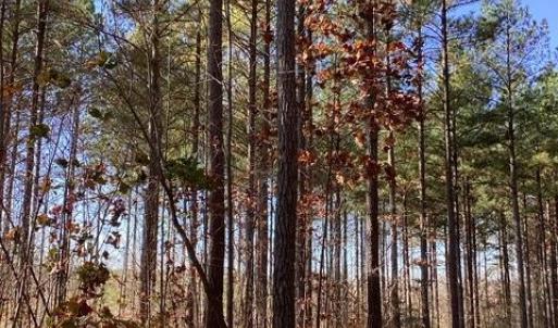 Photo #5 of Lewis Ford Road, Brookneal, VA 45.1 acres