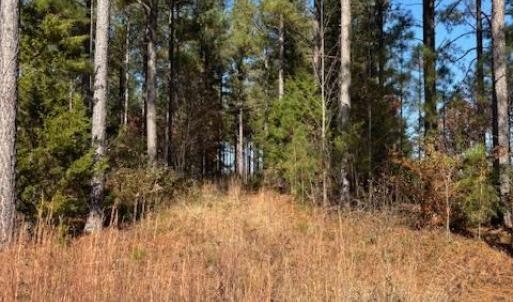 Photo #24 of Lewis Ford Road, Brookneal, VA 45.1 acres