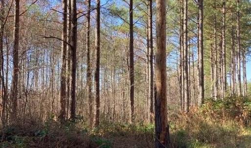 Photo #10 of Lewis Ford Road, Brookneal, VA 45.1 acres