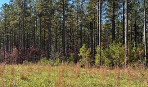 Photo #26 of Lewis Ford Road, Brookneal, VA 45.1 acres