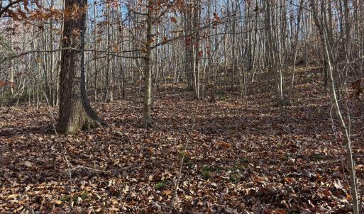 Photo #4 of Oakville Road, Gladstone, VA 1.6 acres