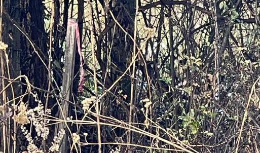 Photo #14 of 753 Burks Hill, Bedford, VA 7.4 acres