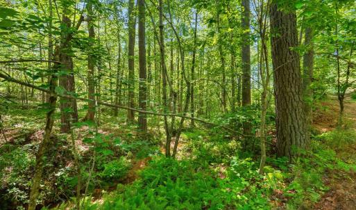 Photo #27 of 4608 Norwood Road, Gladstone, VA 160.2 acres