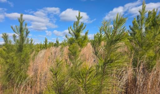 Photo #9 of Norwood Road, Gladstone, VA 366.9 acres