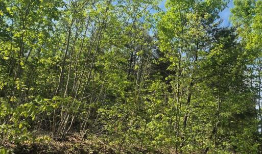 Photo #3 of Mountain Creek Rd, Green Bay, VA 2.9 acres