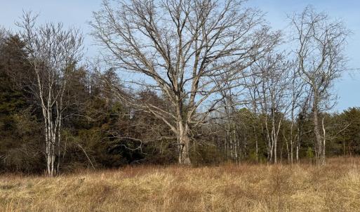 Photo #3 of Watt Abbitt Road, Appomattox, VA 42.7 acres