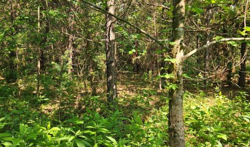 Photo #7 of Earley Farm Rd, Madison Heights, VA 58.4 acres