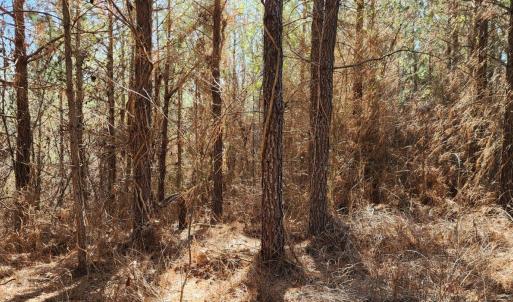 Photo #9 of Rose Lane, Nathalie, VA 94.0 acres