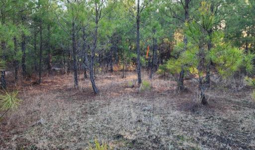 Photo #12 of Rose Lane, Nathalie, VA 94.0 acres