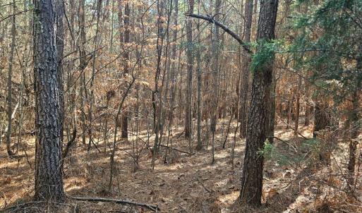 Photo #9 of TN Snow Road, Nathalie, VA 44.1 acres