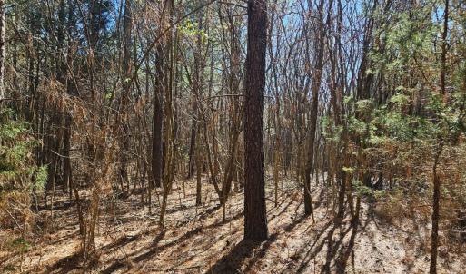 Photo #6 of TN Snow Road, Nathalie, VA 44.1 acres