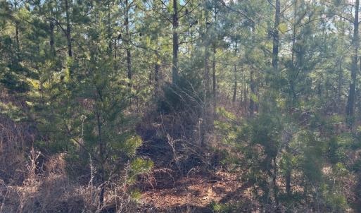 Photo #5 of Mohawk, Long Island, VA 20.0 acres