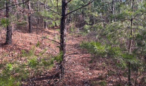 Photo #1 of Mohawk, Long Island, VA 20.0 acres
