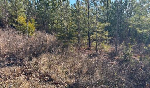Photo #3 of Mohawk, Long Island, VA 20.0 acres