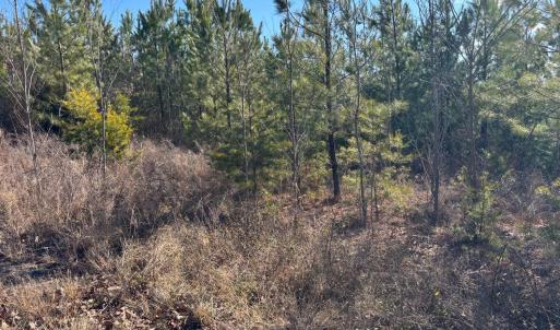 Photo #2 of Mohawk, Long Island, VA 20.0 acres