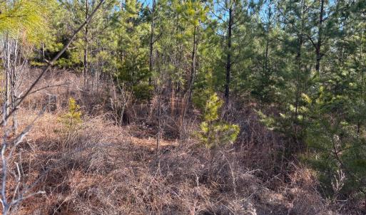 Photo #6 of Mohawk, Long Island, VA 20.0 acres