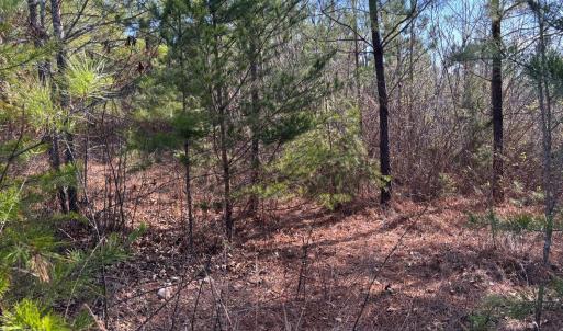 Photo #9 of Mohawk, Long Island, VA 20.0 acres