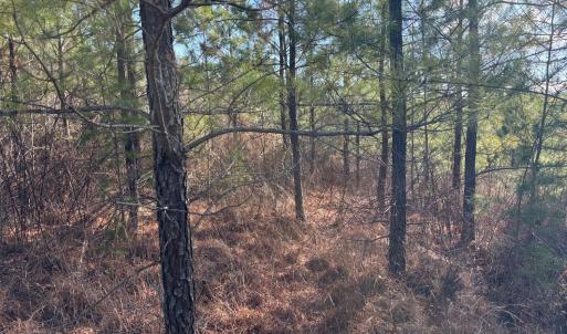 Photo #7 of Mohawk, Long Island, VA 20.0 acres