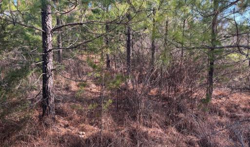 Photo #8 of Mohawk, Long Island, VA 20.0 acres