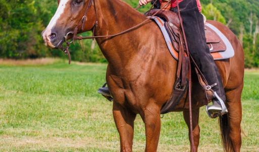 Photo #8 of 41 News Road, Eagle Rock, VA 20.3 acres