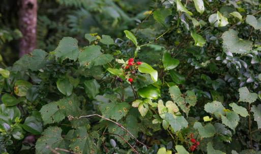 Photo #38 of 41 News Road, Eagle Rock, VA 20.3 acres