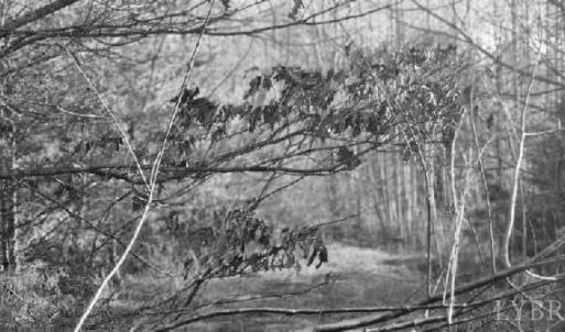 Photo #24 of Jackrabbit Lane, Coleman Falls, VA 35.6 acres