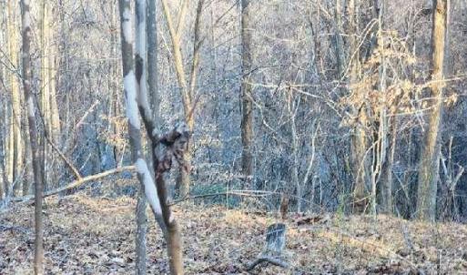 Photo #22 of Jackrabbit Lane, Coleman Falls, VA 35.6 acres