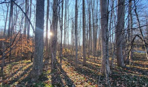 Photo #6 of Bethany Rd., Rustburg, VA 47.4 acres