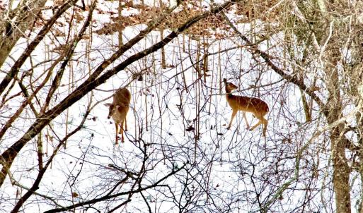 Photo #12 of Depot Lane, Nathalie, VA 226.0 acres