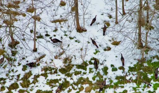 Photo #11 of Depot Lane, Nathalie, VA 226.0 acres