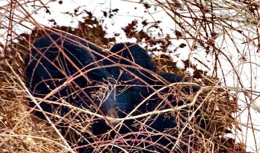 Photo #13 of Depot Lane, Nathalie, VA 226.0 acres