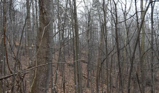 Photo #31 of Hickory Falls Road, Blue Ridge, VA 17.3 acres