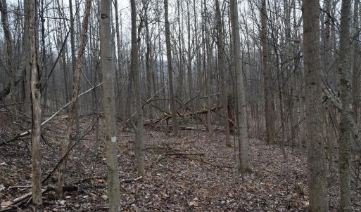 Photo #12 of Hickory Falls Road, Blue Ridge, VA 17.3 acres