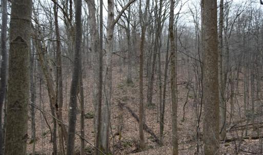 Photo #17 of Hickory Falls Road, Blue Ridge, VA 17.3 acres