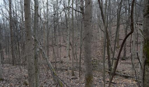 Photo #11 of Hickory Falls Road, Blue Ridge, VA 17.3 acres