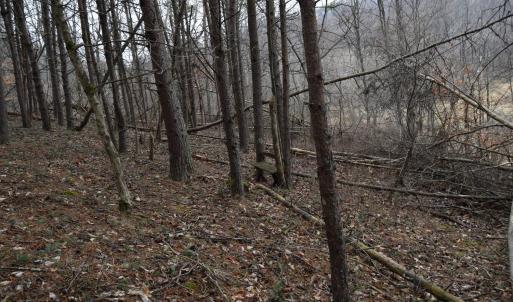 Photo #25 of Hickory Falls Road, Blue Ridge, VA 17.3 acres